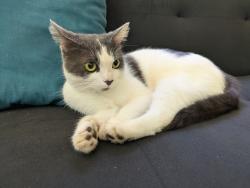 Found/Stray Unknown Cat last seen Henderson mill road and bolero dr , Atlanta, GA 30341