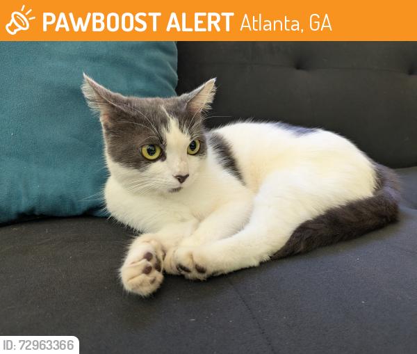Found/Stray Unknown Cat last seen Henderson mill road and bolero dr , Atlanta, GA 30341