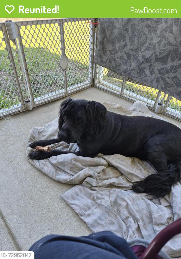 Reunited Female Dog last seen Broad Dr , Raeford, NC 28376