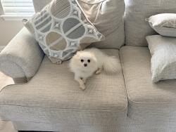 Reunited Female Dog last seen Ray Ellison BLVD & Hallie pass , San Antonio, TX 78227