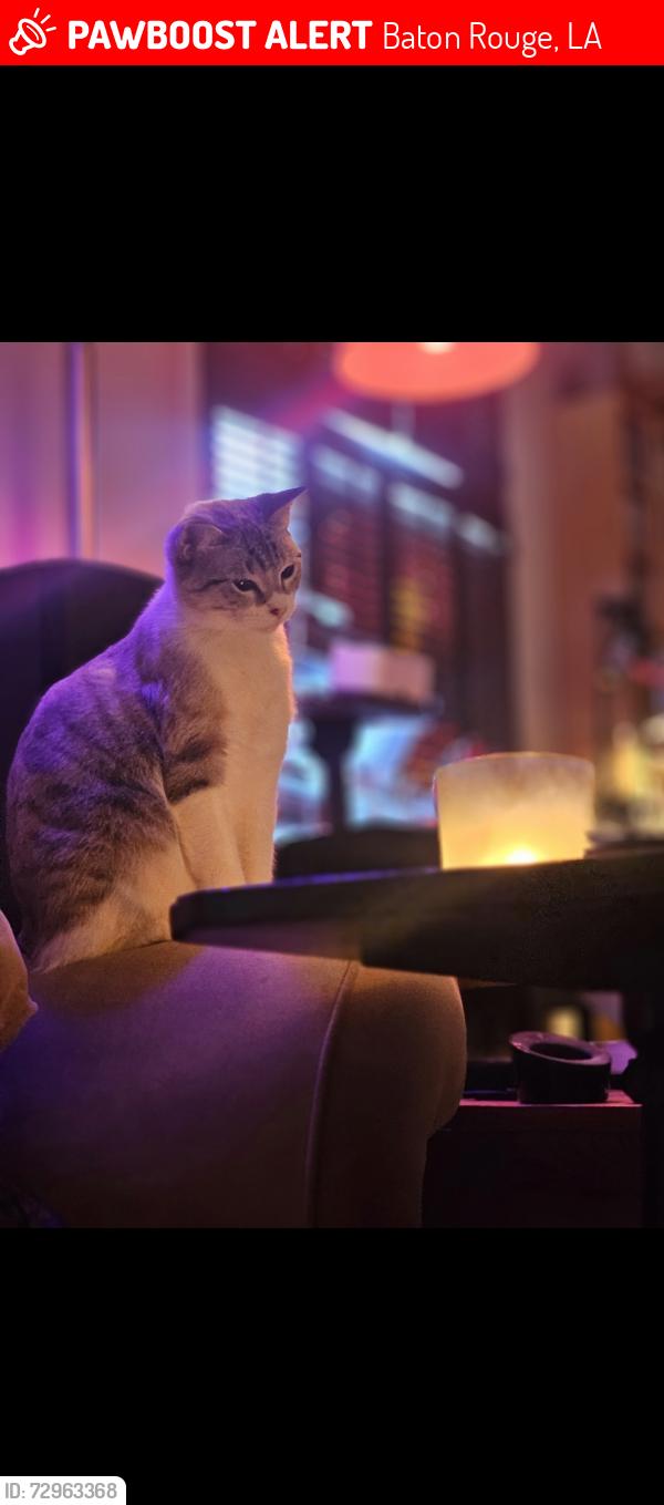Lost Female Cat last seen St. Joseph Academy, Baton Rouge, LA 70806