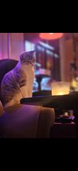 Lost Female Cat last seen St. Joseph Academy, Baton Rouge, LA 70806