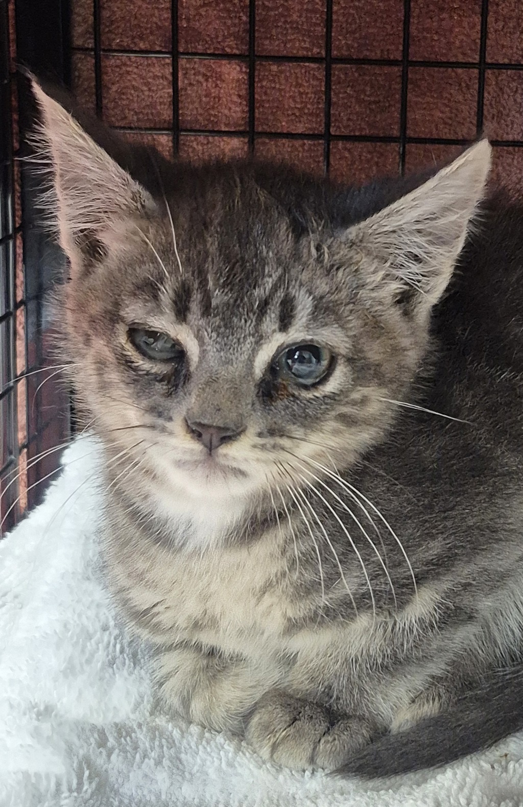 Shelter Stray Male Cat last seen 10th Street, BREMERTON, WA, 98337, Silverdale, WA 98383