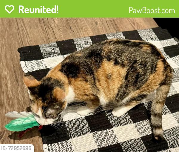 Reunited Female Cat last seen West Side Blvd and Van Dusen Rd, Laurel, MD 20707