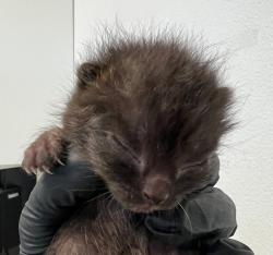 Shelter Stray Male Cat last seen Near 1/2 Willie James Jones Avenue, San Diego, CA, 92102, San Diego, CA 92110