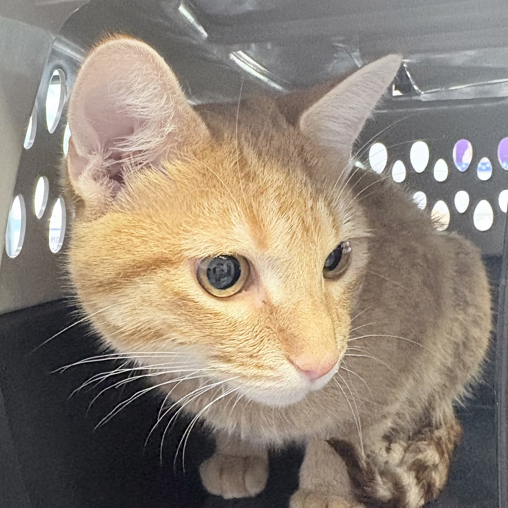 Shelter Stray Male Cat last seen Near W 2nd Avenue, INDIANOLA, IA, 50125, Des Moines, IA 50313