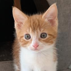 Shelter Stray Male Cat last seen 126th & Powell, PORTLAND, OR, 97236, Troutdale, OR 97060