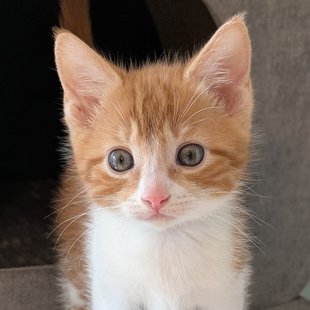 Shelter Stray Male Cat last seen 126th & Powell, PORTLAND, OR, 97236, Troutdale, OR 97060