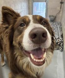 Shelter Stray Unknown Dog last seen SW 2nd/Main, OR, Troutdale, OR 97060