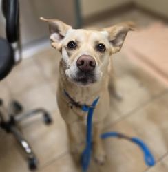 Shelter Stray Female Dog last seen NE Rosa Parks Way/ NE MLK, PORTLAND, OR, 97217, Troutdale, OR 97060