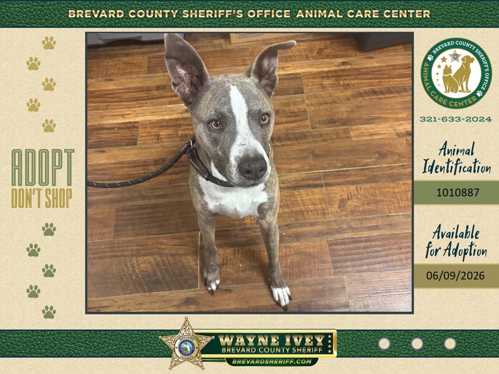 Shelter Stray Male Dog last seen Allegheny Circle, MELBOURNE, FL, 32935, Melbourne, FL 32934
