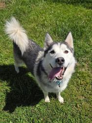Shelter Stray Male Dog last seen Near Ritchie Highway, GLEN BURNIE, MD, 21060, Millersville, MD 21054