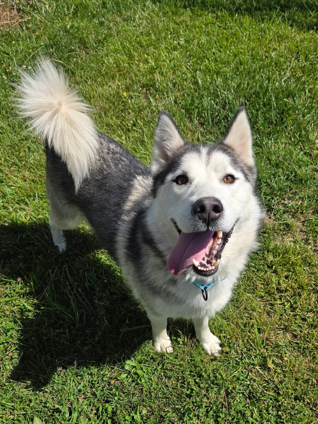 Shelter Stray Male Dog last seen Near Ritchie Highway, GLEN BURNIE, MD, 21060, Millersville, MD 21054