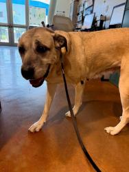 Shelter Stray Female Dog last seen Near Clearbrook Trail, AUSTIN, TX, 78729, Austin, TX 78702
