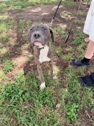 Shelter Stray Male Dog last seen Near Daffan Lane, AUSTIN, TX, 78724, Austin, TX 78702