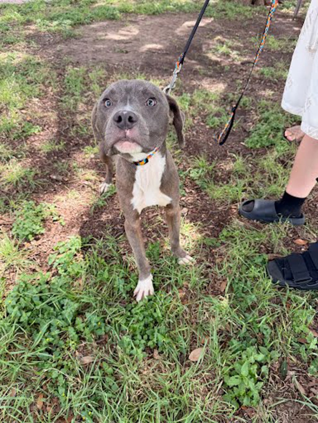 Shelter Stray Male Dog last seen Near Daffan Lane, AUSTIN, TX, 78724, Austin, TX 78702