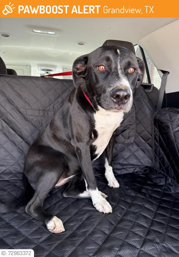 Found/Stray Female Dog last seen County road 1102 and county road 1204, Grandview, TX 76050