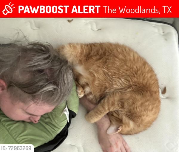 Lost Male Cat last seen Last seen at the entrance to Forest VIew apmts on South Panther Creek, The Woodlands, TX 77381