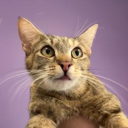 Shelter Stray Female Cat last seen Near S 4055 W, Kearns Township, UT, 84118, Taylorsville, UT 84123
