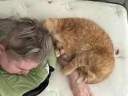 Lost Male Cat last seen Last seen at the entrance to Forest VIew apmts on South Panther Creek, The Woodlands, TX 77381