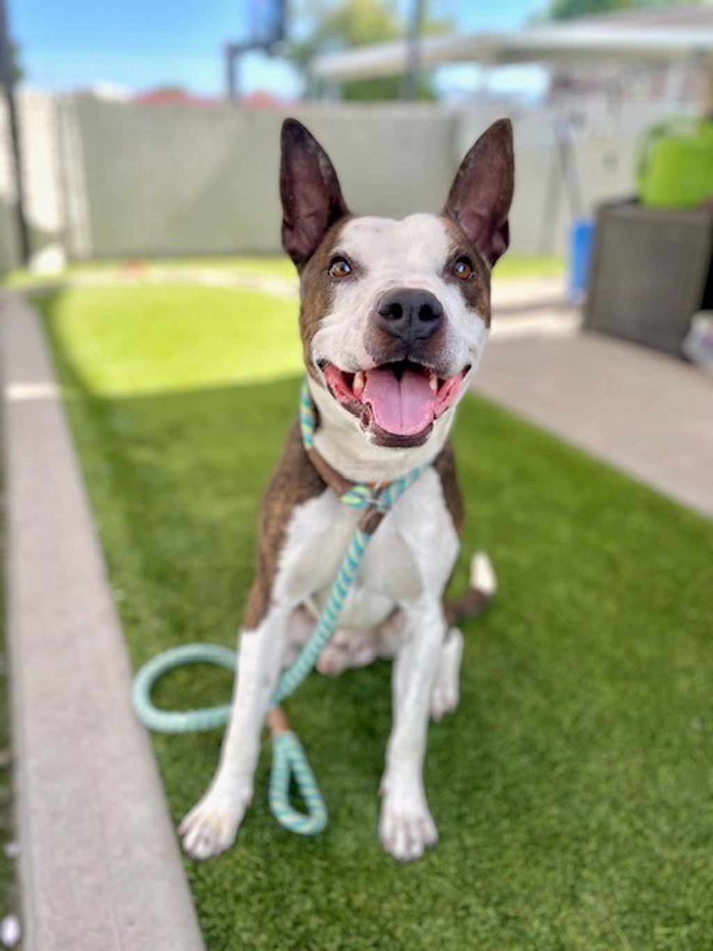 Shelter Stray Male Dog last seen Near W Brampton Way, SALT LAKE CITY, UT, 84104, 511 W 3900 S, Salt Lake City, UT 84123, USA