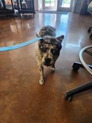 Shelter Stray Unknown Dog last seen Near Beltex Drive, MANOR, TX, 78653, Austin, TX 78702
