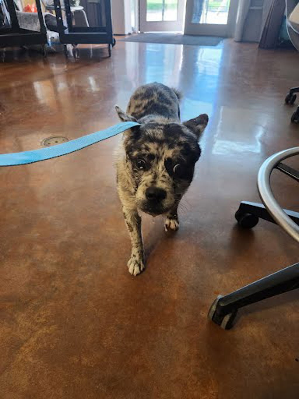 Shelter Stray Unknown Dog last seen Near Beltex Drive, MANOR, TX, 78653, Austin, TX 78702