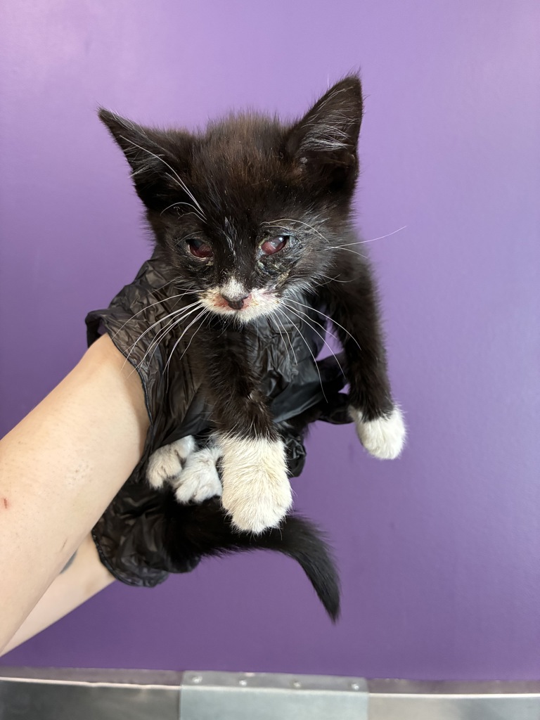 Shelter Stray Male Cat last seen Near S Redwood Road, SALT LAKE CITY, UT, 84104, Taylorsville, UT 84123