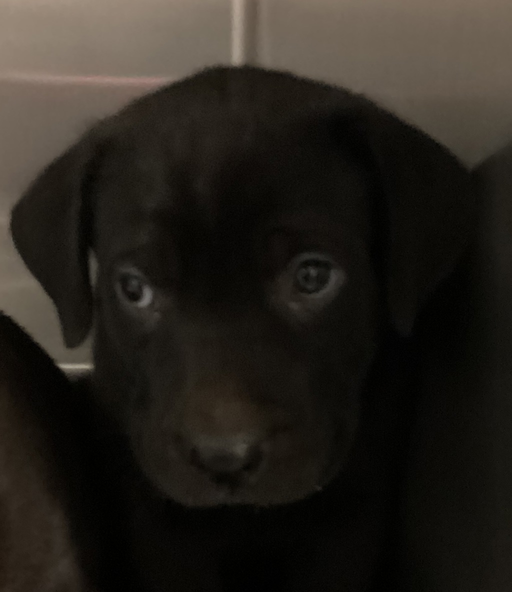 Shelter Stray Female Dog last seen James Road, RALEIGH, NC, 27616, Raleigh, NC 27610