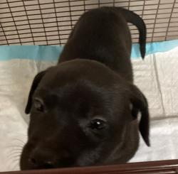 Shelter Stray Female Dog last seen James Road, RALEIGH, NC, 27616, Raleigh, NC 27610