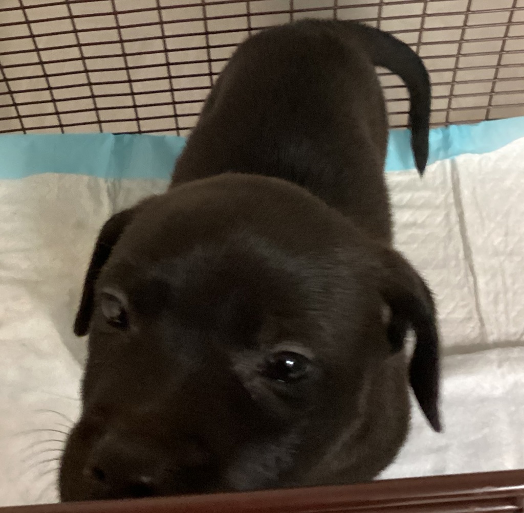 Shelter Stray Female Dog last seen James Road, RALEIGH, NC, 27616, Raleigh, NC 27610
