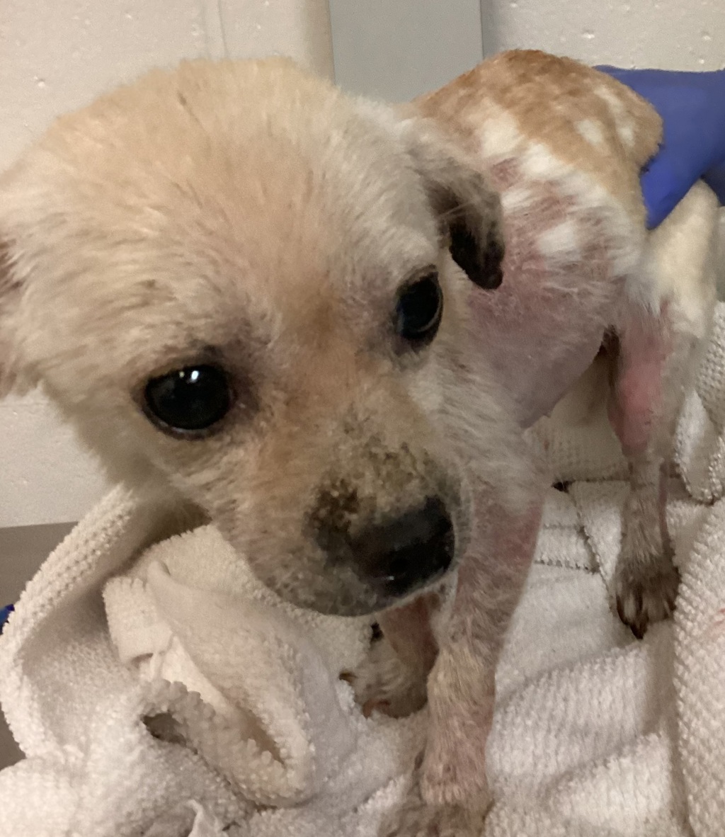 Shelter Stray Female Dog last seen Garner Road, RALEIGH, NC, 27610, Raleigh, NC 27610