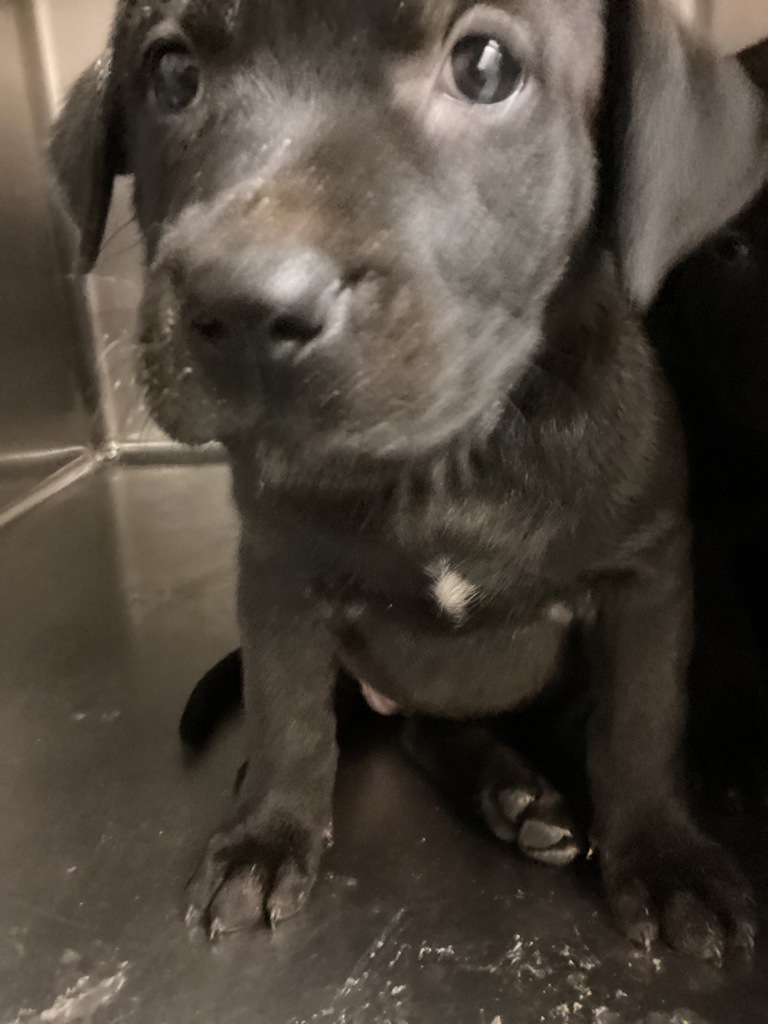Shelter Stray Female Dog last seen James Road, RALEIGH, NC, 27616, Raleigh, NC 27610