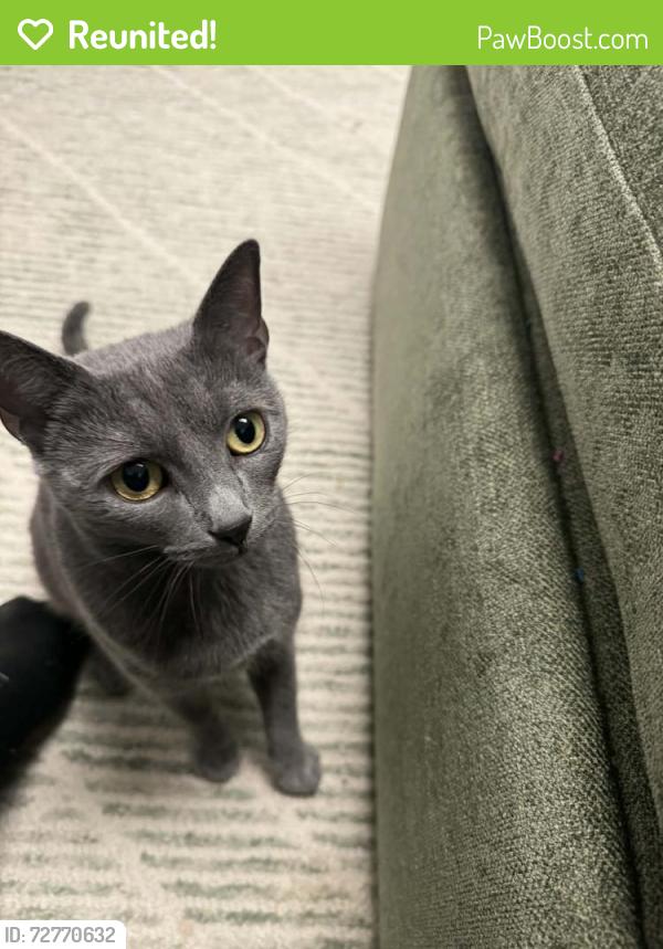Reunited Female Cat last seen Baldwinsville Police Department , Baldwinsville, NY 13027