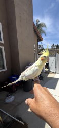 Found/Stray Unknown Bird last seen Blossom valley rd. , Blossom Valley, CA 92021