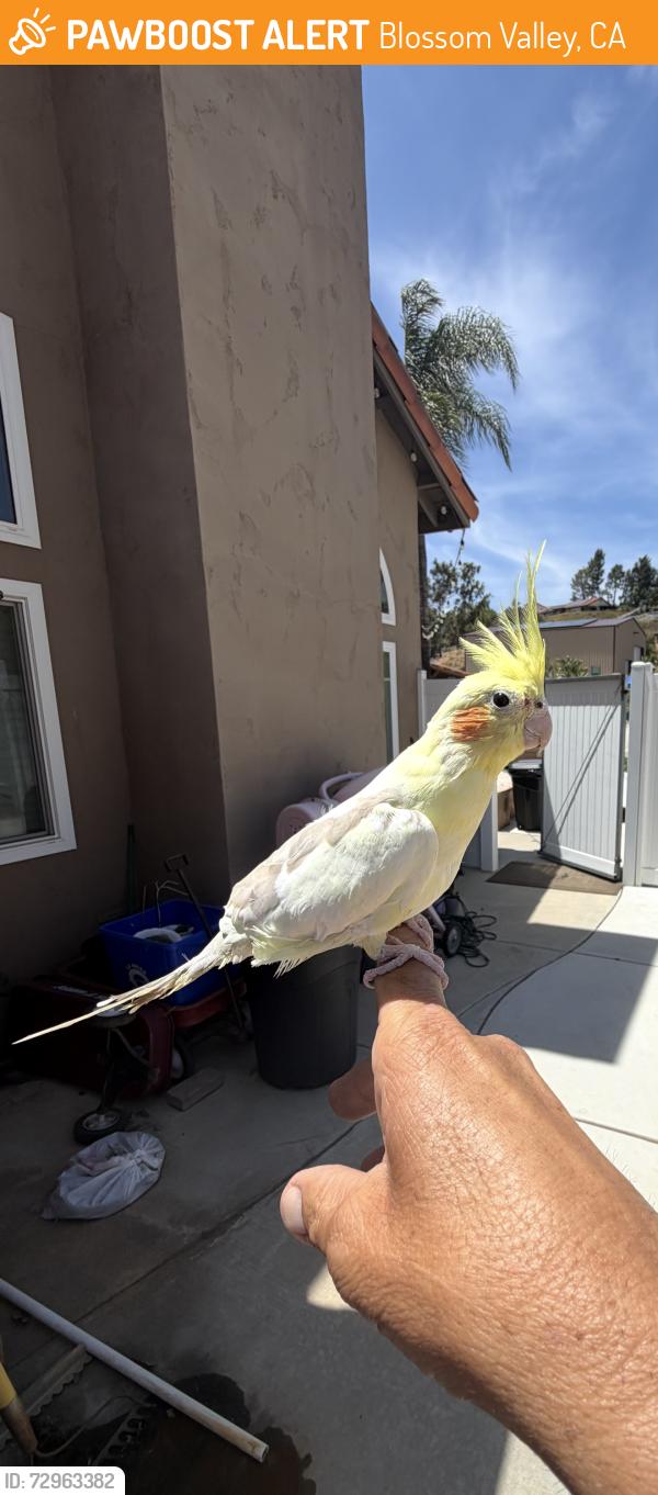 Found/Stray Unknown Bird last seen Blossom valley rd. , Blossom Valley, CA 92021