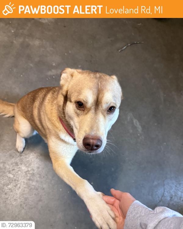 Found/Stray Female Dog last seen Loveland road, Waterloo Recreation Area , Loveland Rd, MI 49240