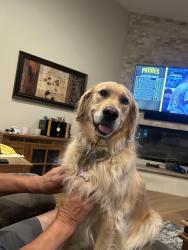 Reunited Female Dog last seen Ridge Rd/Melrose Dr.   Vista, Vista, CA 92056
