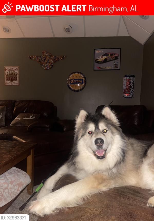 Lost Male Dog last seen RedHallowRd Pinson Al, Birmingham, AL 35215