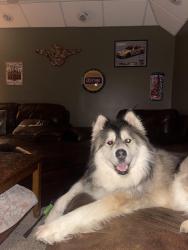 Lost Male Dog last seen RedHallowRd Pinson Al, Birmingham, AL 35215