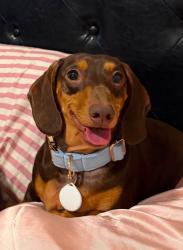 Reunited Male Dog last seen County rd 314, county rd 3001, Jarrell, TX 76537