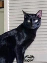Lost Male Cat last seen Trevalley Rd and Payson St, Revere, MA, Revere, MA 02151