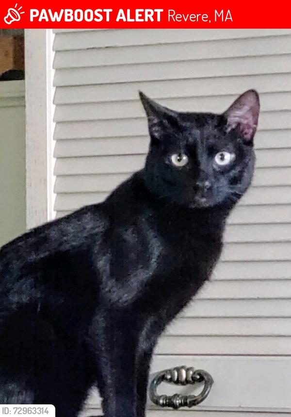 Lost Male Cat last seen Trevalley Rd and Payson St, Revere, MA, Revere, MA 02151