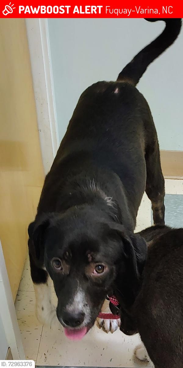 Lost Female Dog last seen Jackson Rd and Christian light rd, Fuquay-Varina, NC 27526