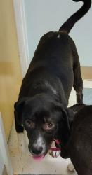 Lost Female Dog last seen Jackson Rd and Christian light rd, Fuquay-Varina, NC 27526