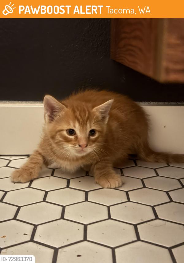 Found/Stray Unknown Cat last seen Near south 11th street, Tacoma, WA 98465