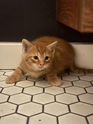 Found/Stray Unknown Cat last seen Near south 11th street, Tacoma, WA 98465