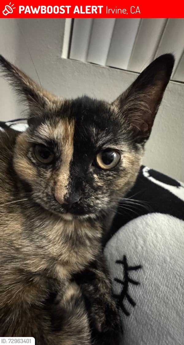 Lost Female Cat last seen Jamboree & Dupont Dr, Irvine, CA 92612