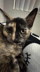 Lost Female Cat last seen Jamboree & Dupont Dr, Irvine, CA 92612