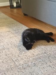 Reunited Female Cat last seen Edward st Newington CT 0611, Newington, CT 06111